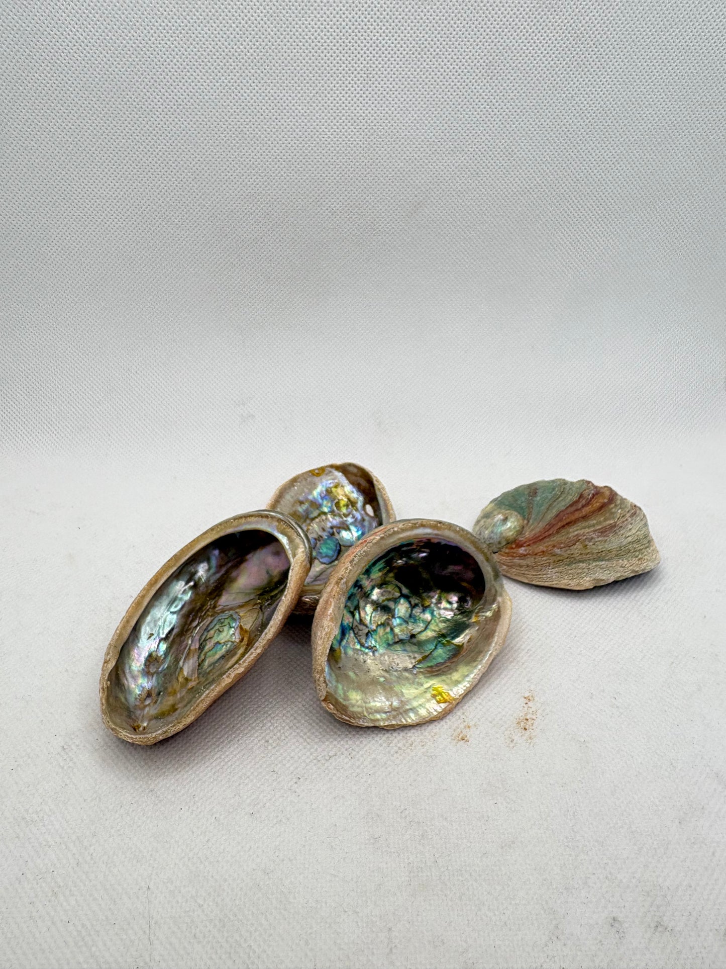 Abalone Shell Small